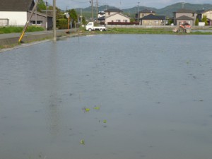 P1010087